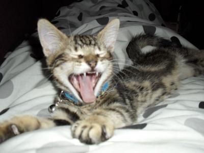 XxCatnipxX
