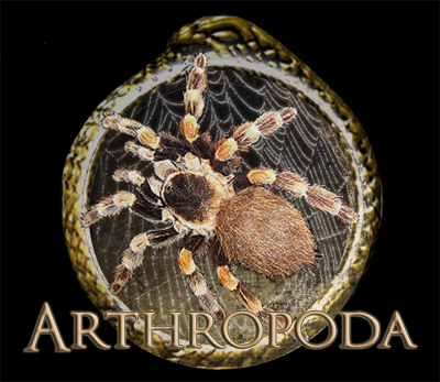 Arthropoda