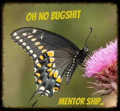 oh no bugshit mentorship