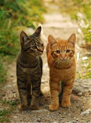 ARealTabby's Journal