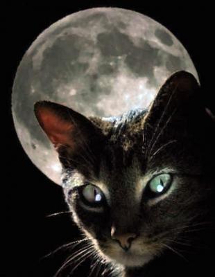 MoonCaat