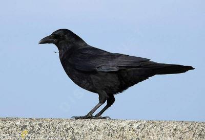 ShadowCrow