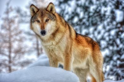 Skywolf1