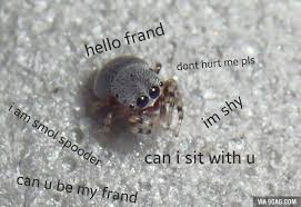 SpiderMemeQueen