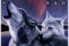 Portfolio Picture #1 for Blueeyedwhitewolf