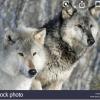 Portfolio Picture #6 for Blueeyedwhitewolf