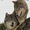Portfolio Picture #7 for Blueeyedwhitewolf