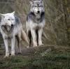 Portfolio Picture #8 for Blueeyedwhitewolf