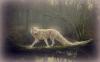 Portfolio Picture #11 for DarkRose93