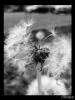 Portfolio Picture #5 for deadgrrrl