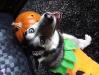 Portfolio Picture #2 for GothicHalloween