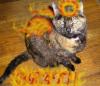 Portfolio Picture #19 for MissHall0ween