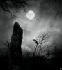 Portfolio Picture #5 for Nocturnus