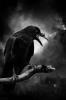 Portfolio Picture #21 for RavenMocker