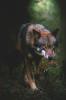 Portfolio Picture #90 for SirChaos