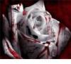 Portfolio Picture #2 for vampirelover14