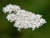 Portfolio Picture #10 for Yarrow