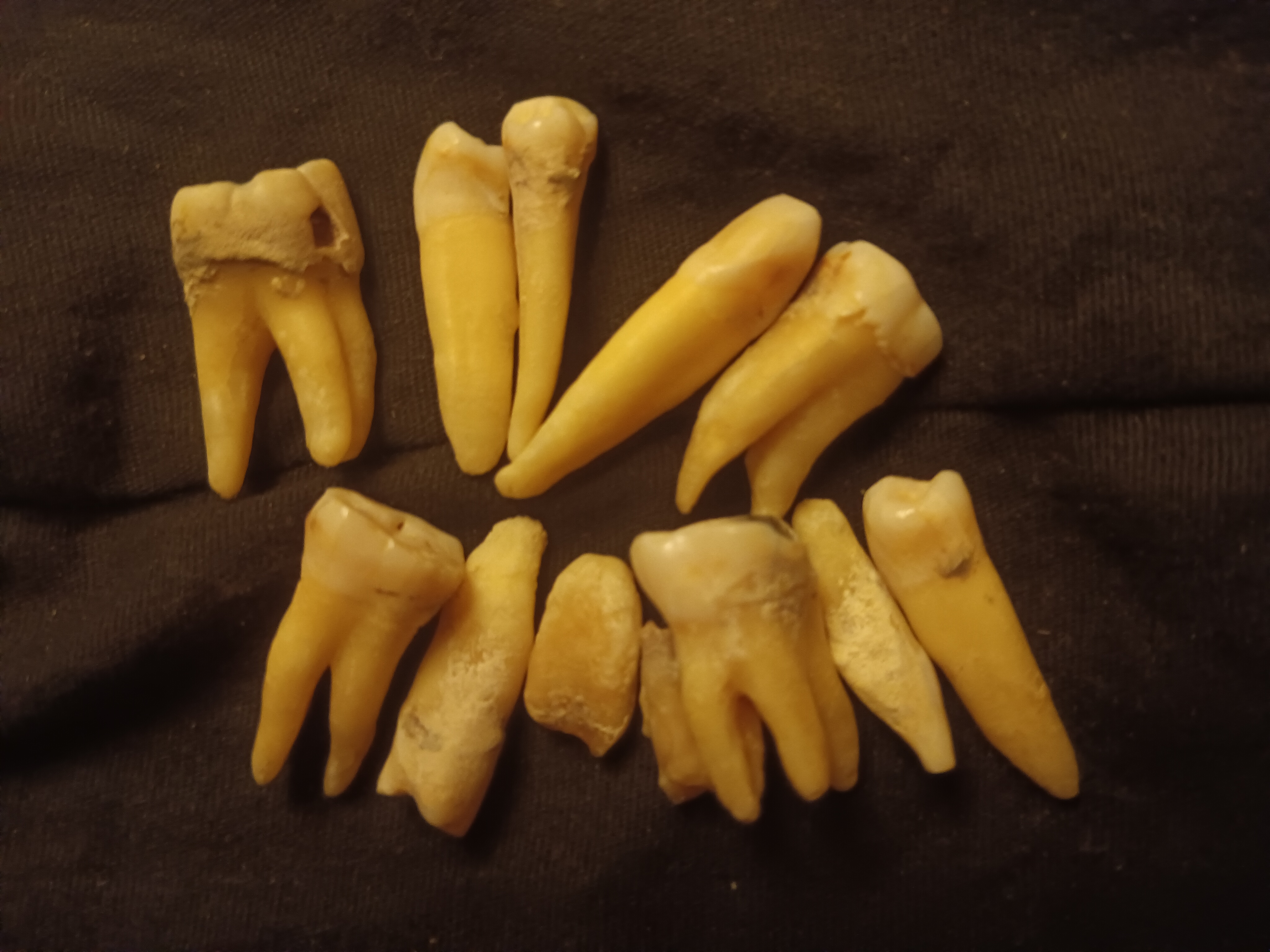 Real vampires love Vampire Rave.