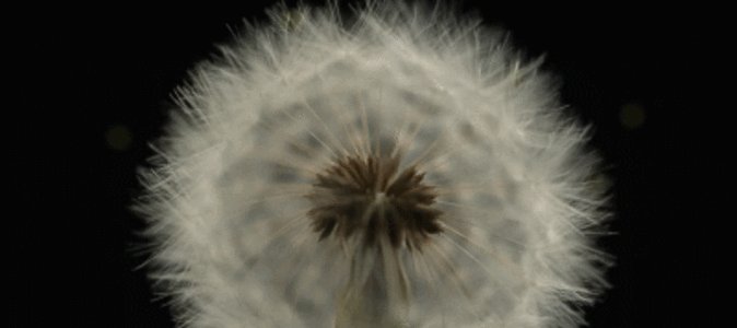 Real vampires love Vampire Rave.