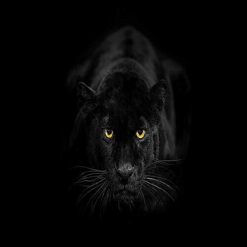 Real vampires love Vampire Rave.