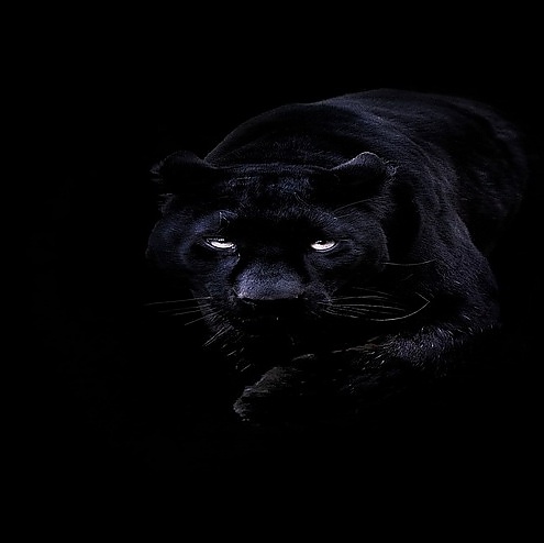 Real vampires love Vampire Rave.