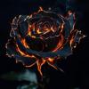 BurningDarkRose