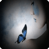ButterflyMoonKisses