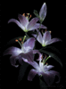 DarkOrchid