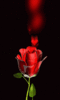 EmbracedbyLove