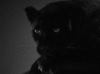 FirePanther