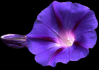 FloralElegance