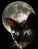 MoonCaat