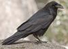 RavensNest