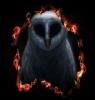 ScaledOwl