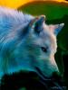 SilverPaw