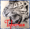 Tyberius