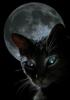 VicousKitten