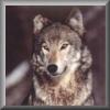 WingedWolfPsion