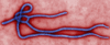 ebola